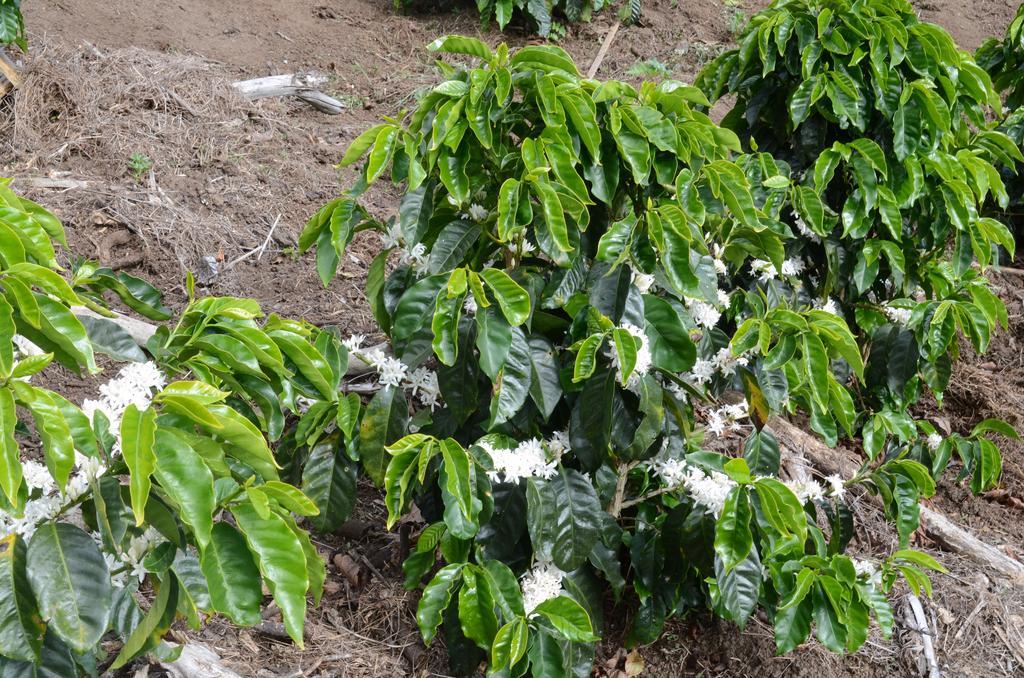 Cabinas Capulin & Farm Monteverde 외부 사진